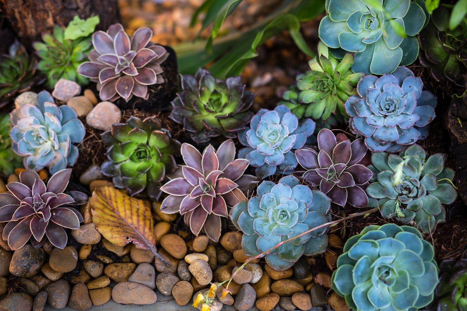 A xeriscape rock garden of colorful succulents and echeveria set in river-rock mulch